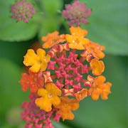 Luscious® Citrus Blend™ Lantana